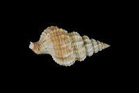 藏品(中華峨螺)的圖片